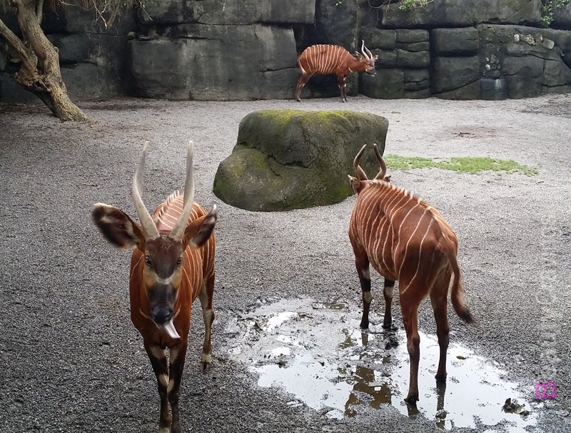 Taipei Zoo