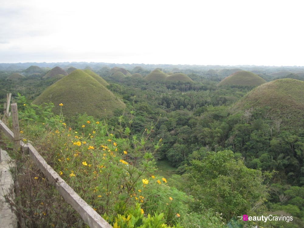 Chocolate Hills