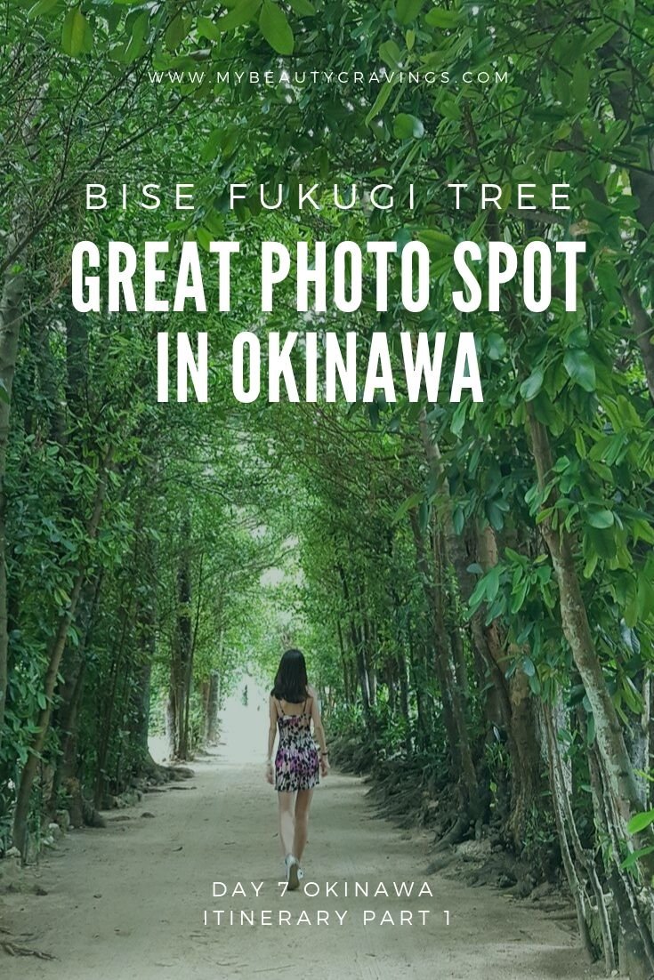 Bise Fukugi Tree Road Okinawa