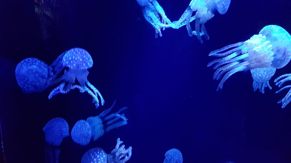 Okinawa Chuarumi Aquarium