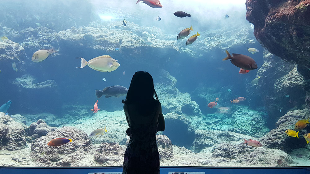Okinawa Chuarumi Aquarium