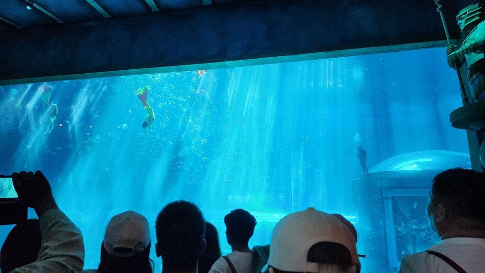 Mermaid show at the acquarium
