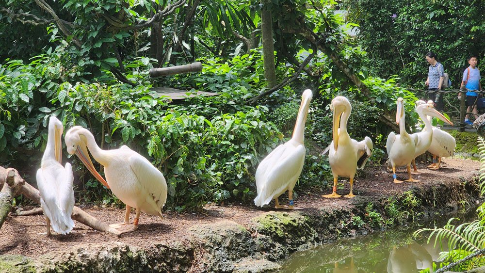 Singapore zoo vs river wonders