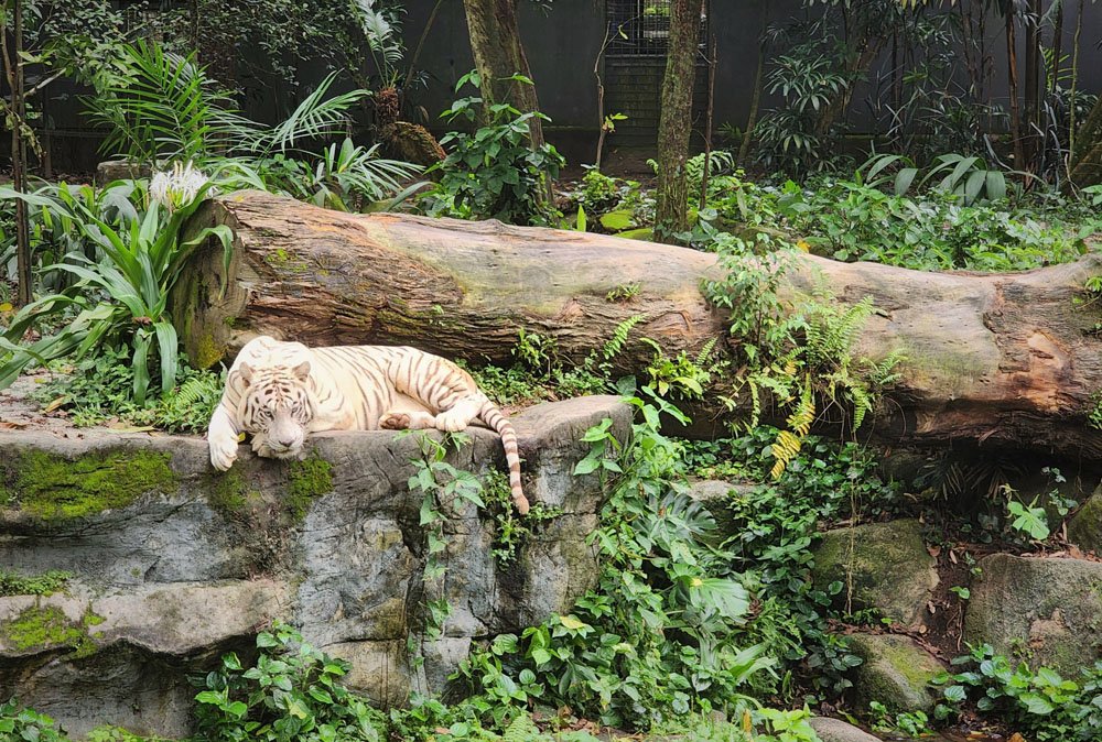 Singapore zoo animals