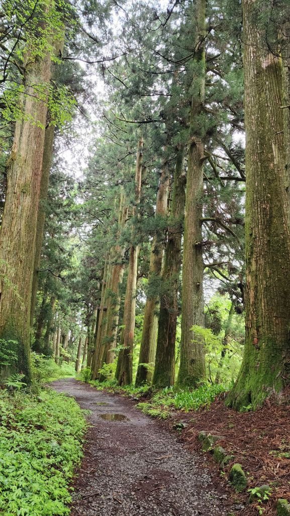 Old Tokaido Cedar Avenue